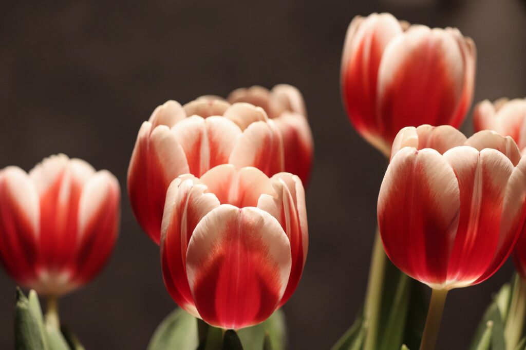 Jarní tulipány na slavnostním stole.