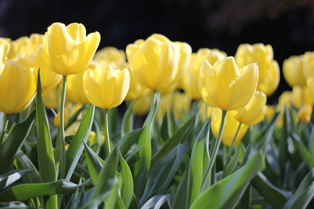 Rozkvetlé jarní tulipány.