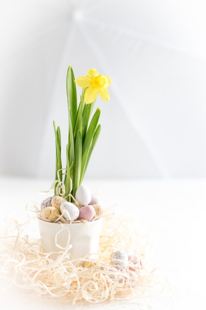 Narcisy s vajíčky v květináči.
