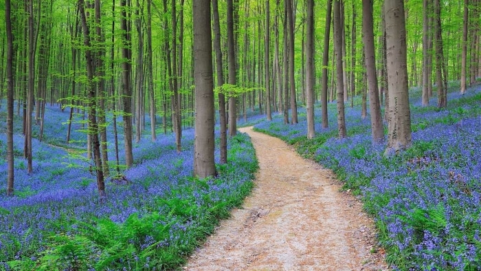 Les v Belgii s rozkvetlými zvonky.