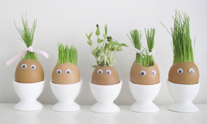 Pět vajíček v bílých pohárcích s očima vyrostlými vlásky z osiva
